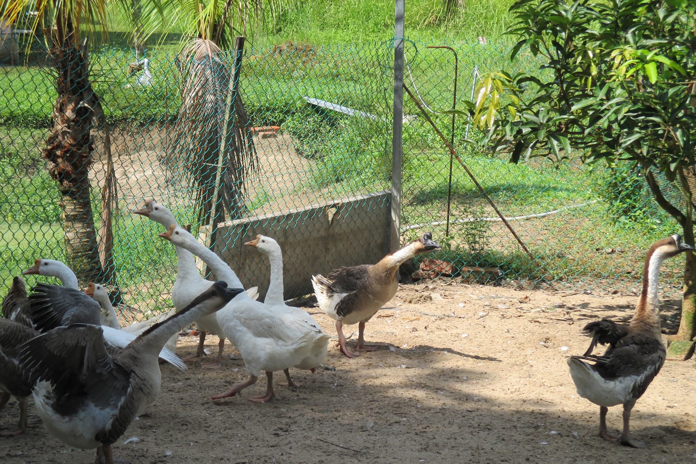 Free Range Geese