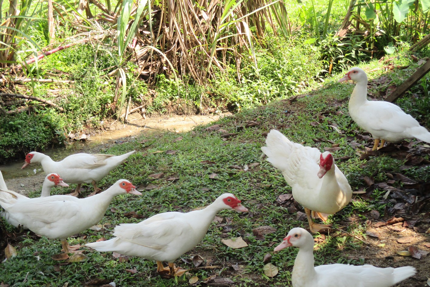 Free Range Chickens